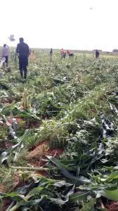Lalong condemns destruction of farmlands by criminals