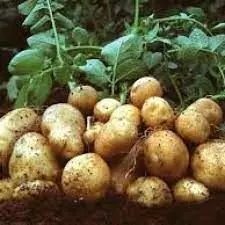 Plateau potatoes farmers hit 960,000 metric tons annually – Official