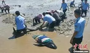3 of 12 stranded whales died in east China’s Zhejiang