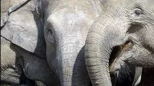 Rampaging Sumatran elephant kills farmer in Indonesia Rampaging Sumatran elephant kills farmer in Indonesia