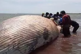 Sri Lankan minister blames marine life deaths on vessel