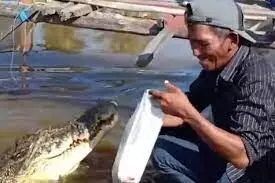 Crocodiles kill Indonesian mineworker