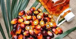 Palm oil trading options launched in China, open to overseas investors