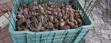 FG Distributes 50,000 Yam Seeds to Farmers