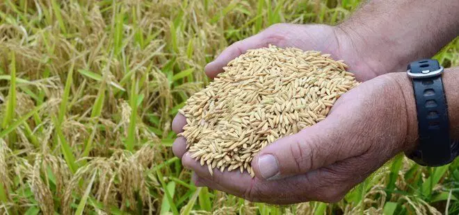 We `re expecting bumper harvest, say Ebonyi rice farmers